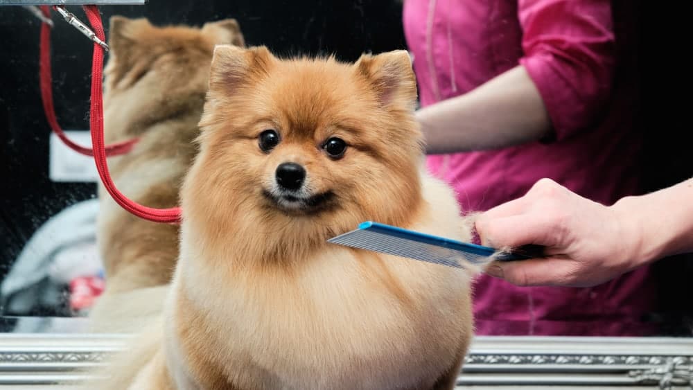 Dog groomer doing haircuts to REd Hair Pomeranian