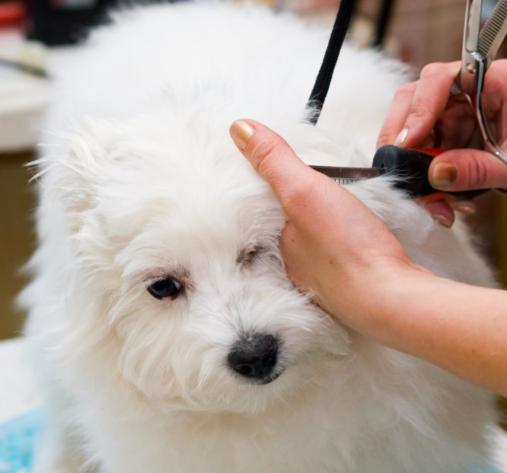 stock-photo-grooming-maltese-dog-136785383