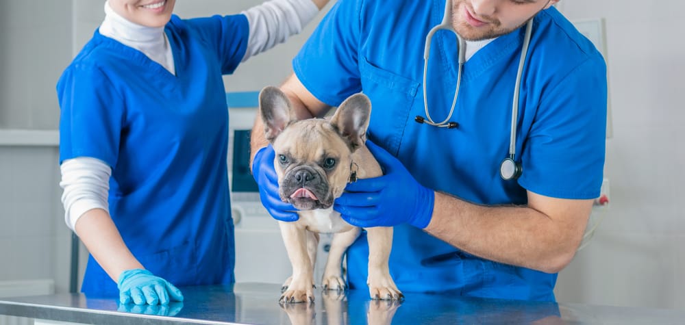 Veterinary doctors doing examining jobs with French bulldog