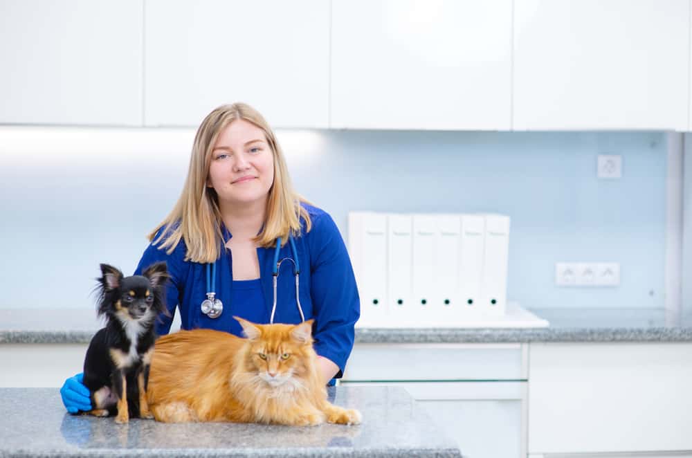 Veterinarian working with animals such as dog and cat