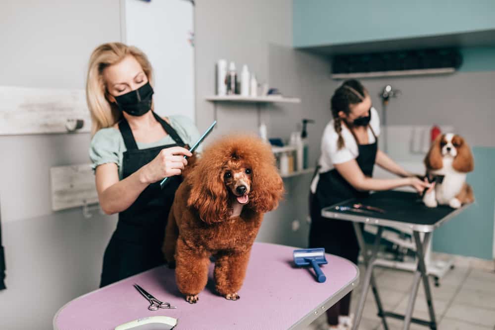 Two Female Dog groomers grooming two poodles