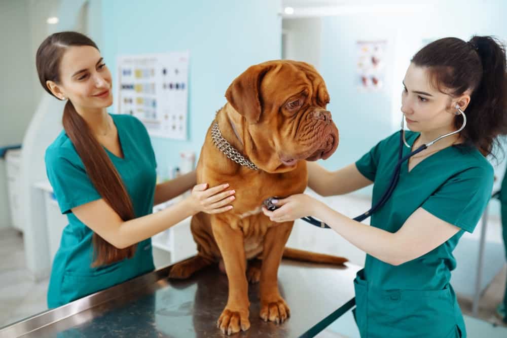 doctors examining a very cute dog in veterinary clinic