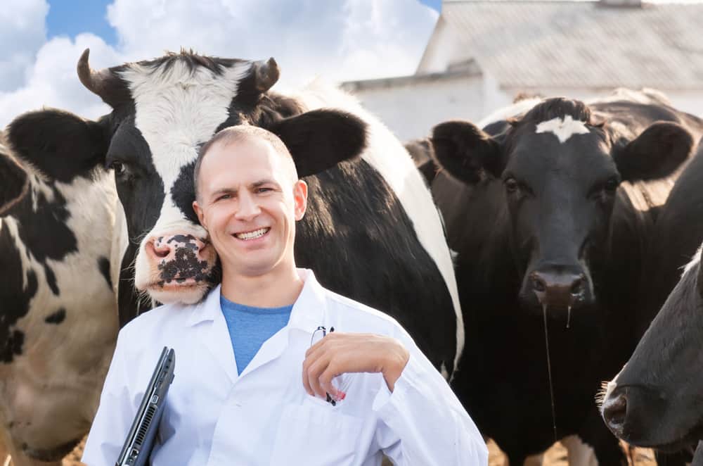 cheerful man surrounded by cows