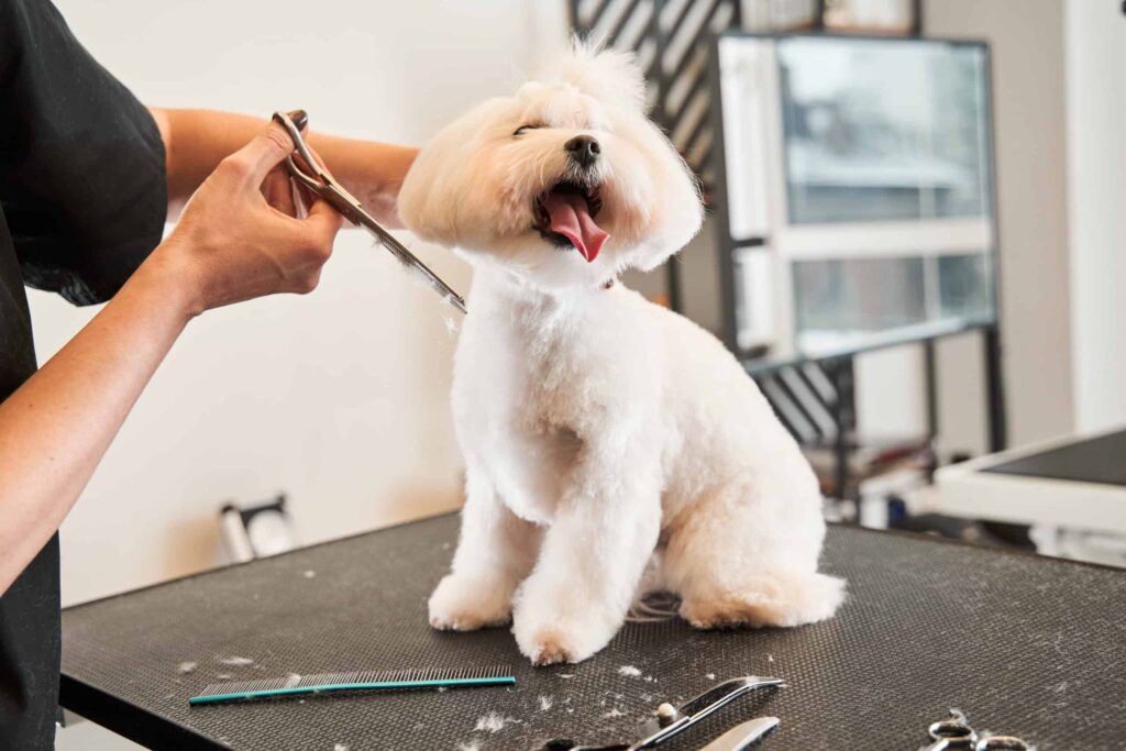 Hairdresser holding scissors near the dog and other equipment laying at the table