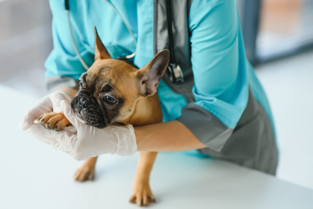 What Courses are Required to Become a Qualified Vet Nurse?